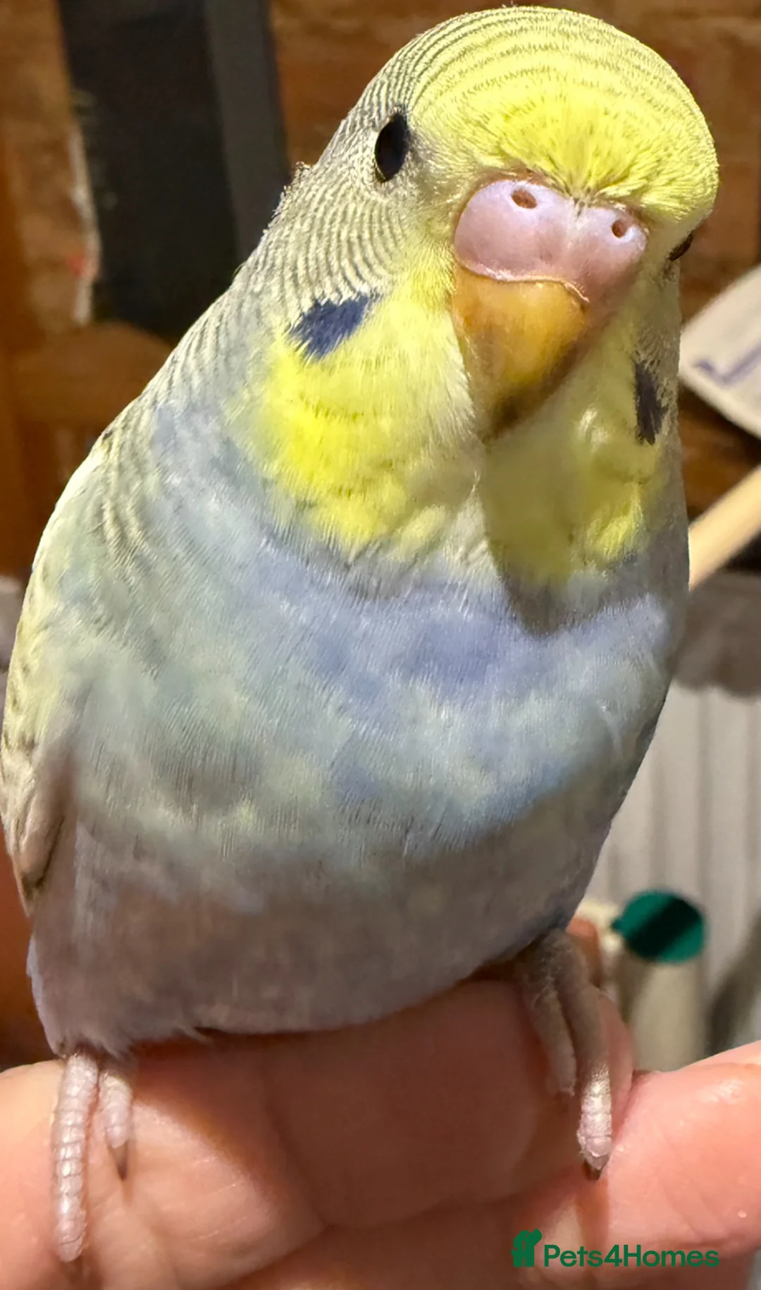 Budgerigars birds for sale: Baby budgies for sale - Advert 2