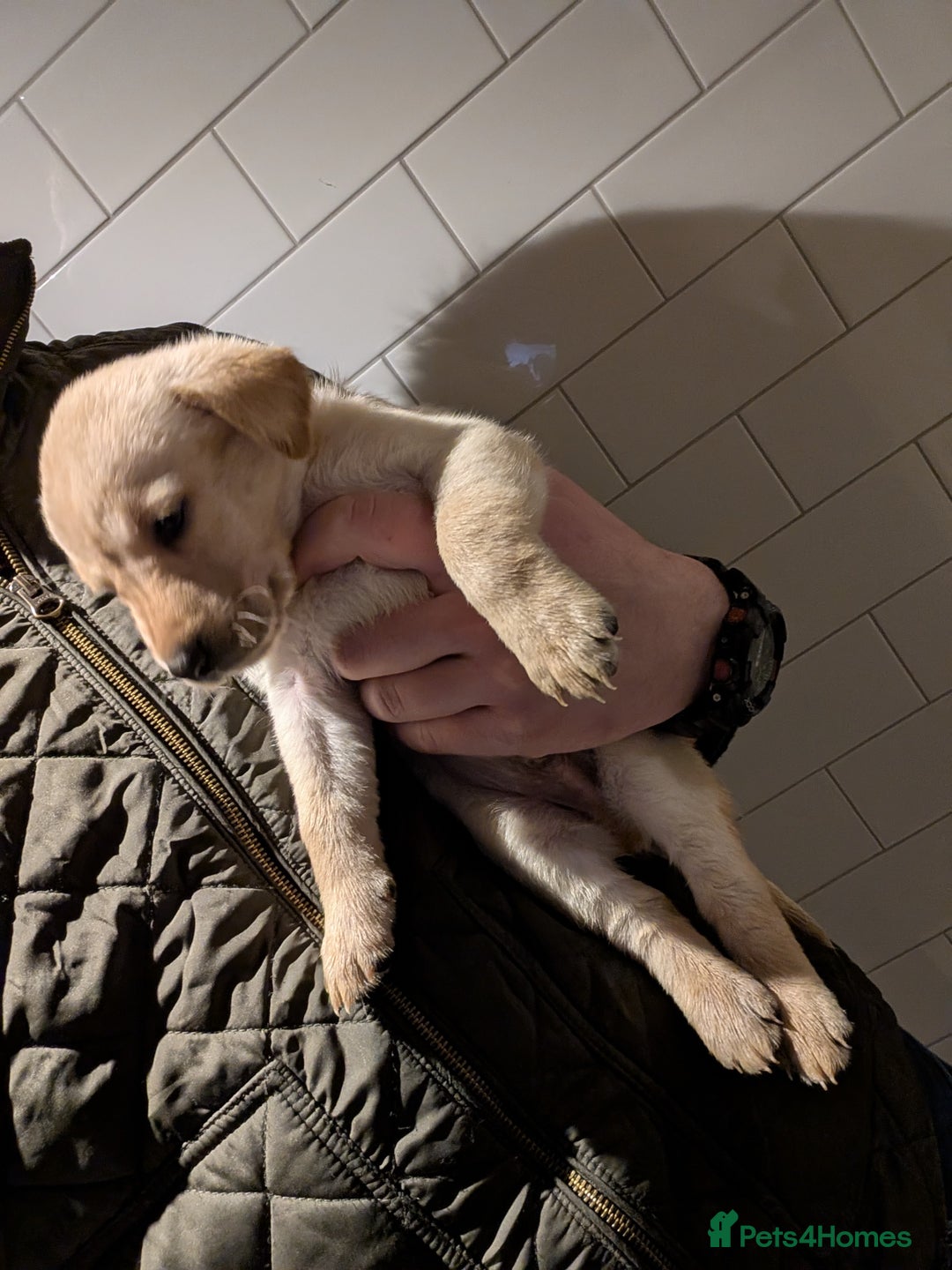 Labrador Retriever dogs for sale: Labrador Retriver Pupies For Sale - Image 4