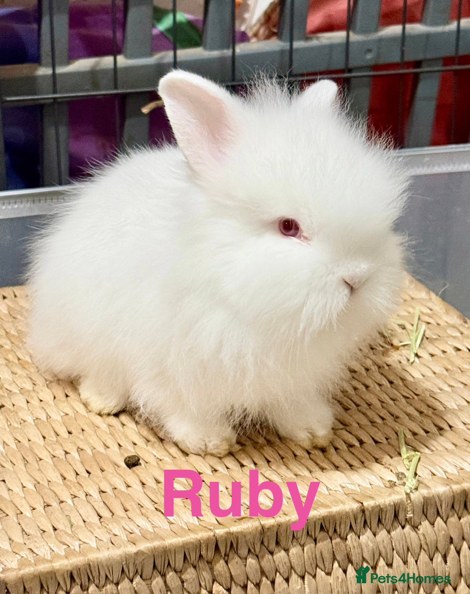 Lionhead rabbits Double Maned Lionhead Babies READY from 8th FEB - Advert 1