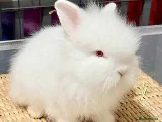 Lionhead rabbits Double Maned Lionhead Babies READY from 8th FEB - Advert 1