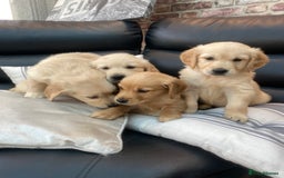 Golden Retriever dogs for sale: 5⭐️ Golden Retriever Puppies - Ready Soon ❤️🐶 - Image 7
