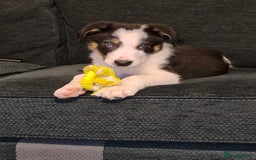 Border Collie dogs for stud: Exceptional Border Collie/Smooth collie For Stud - Advert 5