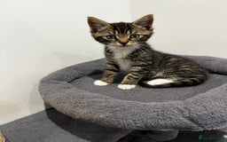 Mixed Breed cats for sale: 1 beautiful kitten  - Image 3