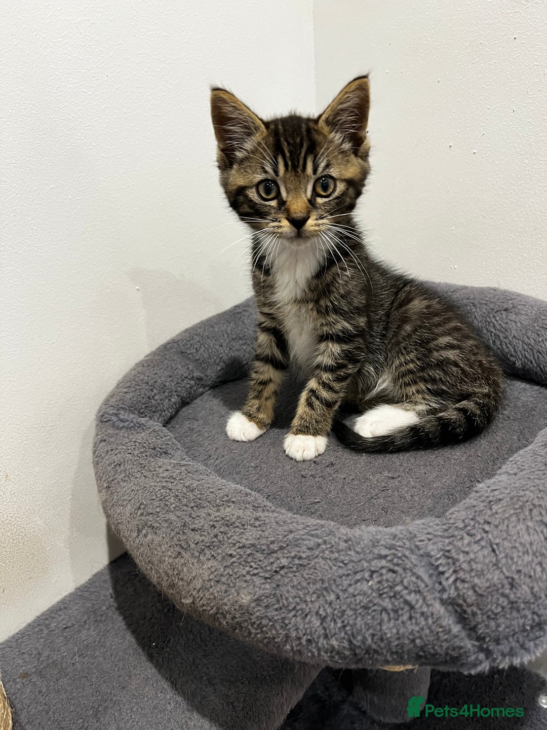 Mixed Breed cats for sale: 1 beautiful kitten  - Image 3