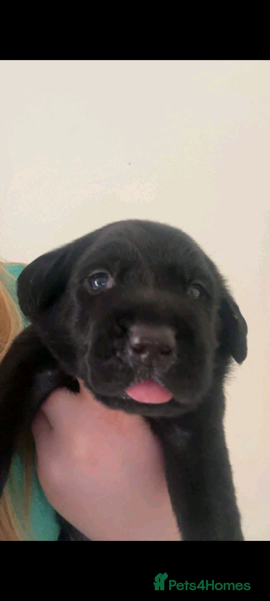 Labrador Retriever dogs for sale: Labrador puppies 1 red girl 1 black boy  - Image 7