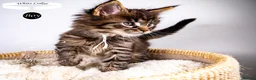 Maine Coon cats for sale: 💚Stunning XL TICA-registered Maine Coon Kittens  - Advert 1