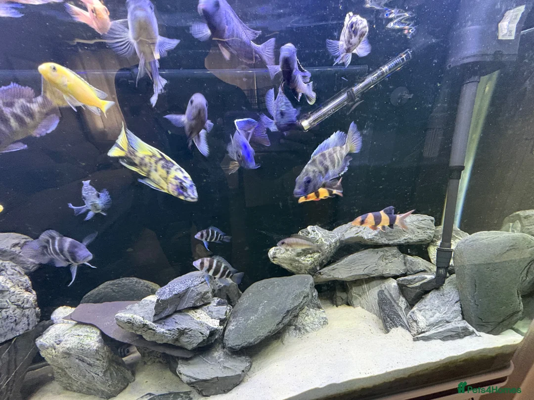 Cichlids fish for sale: Fish tank full set up  - Advert 2
