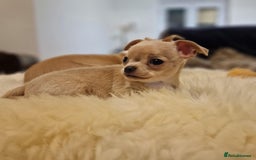Chihuahua dogs for sale: Short-Haired Applehead Chihuahuas - Image 14