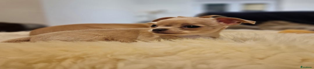Chihuahua Puppy 2