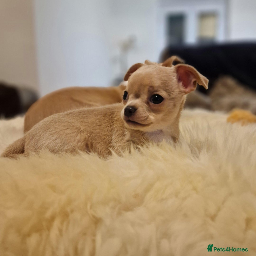 Chihuahua dogs for sale: Short-Haired Applehead Chihuahuas - Image 14