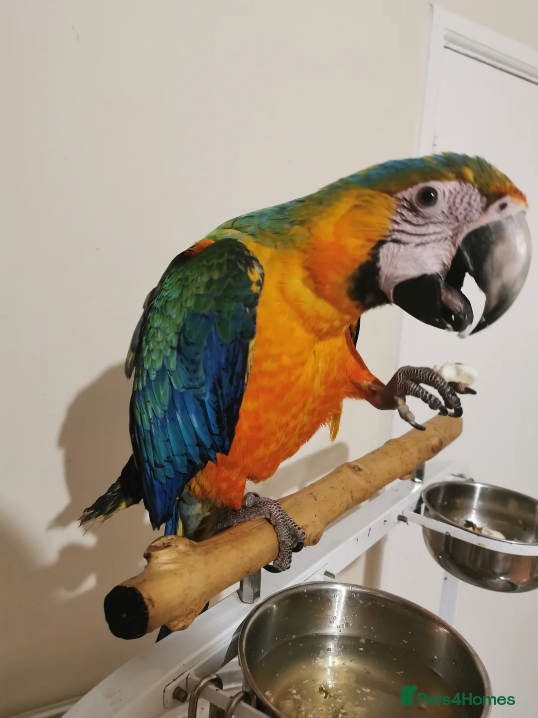 Macaws birds for sale: Lovely, beautiful Catalina Macaw girl ❤️ - Advert 1