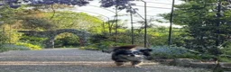 Chihuahua dogs for sale: Thai import of sale  - Advert 4