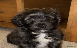 Mixed Breed dogs for sale: Maltipoo cross Westie  - Image 4