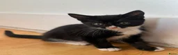 Mixed Breed cats for sale: 4 beautiful tuxedo cats for sale £100 each  in Enfield - Advert 6