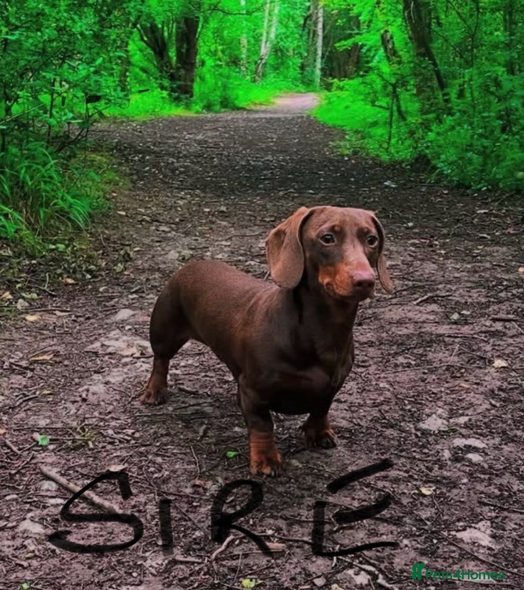 Miniature Dachshund dogs for sale: Quality Dachshund puppies - Image 24