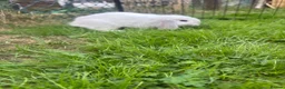 Mini Lop rabbits for sale: White a grey mini lop bunny  - Advert 7