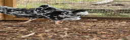 Chickens poultry for sale: Ex chequer leghorns  - Advert 2