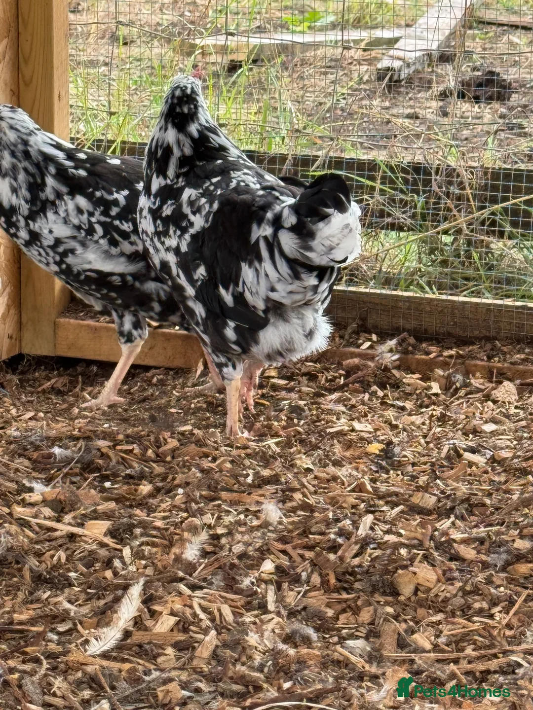 Chickens poultry for sale: Ex chequer leghorns  - Advert 2