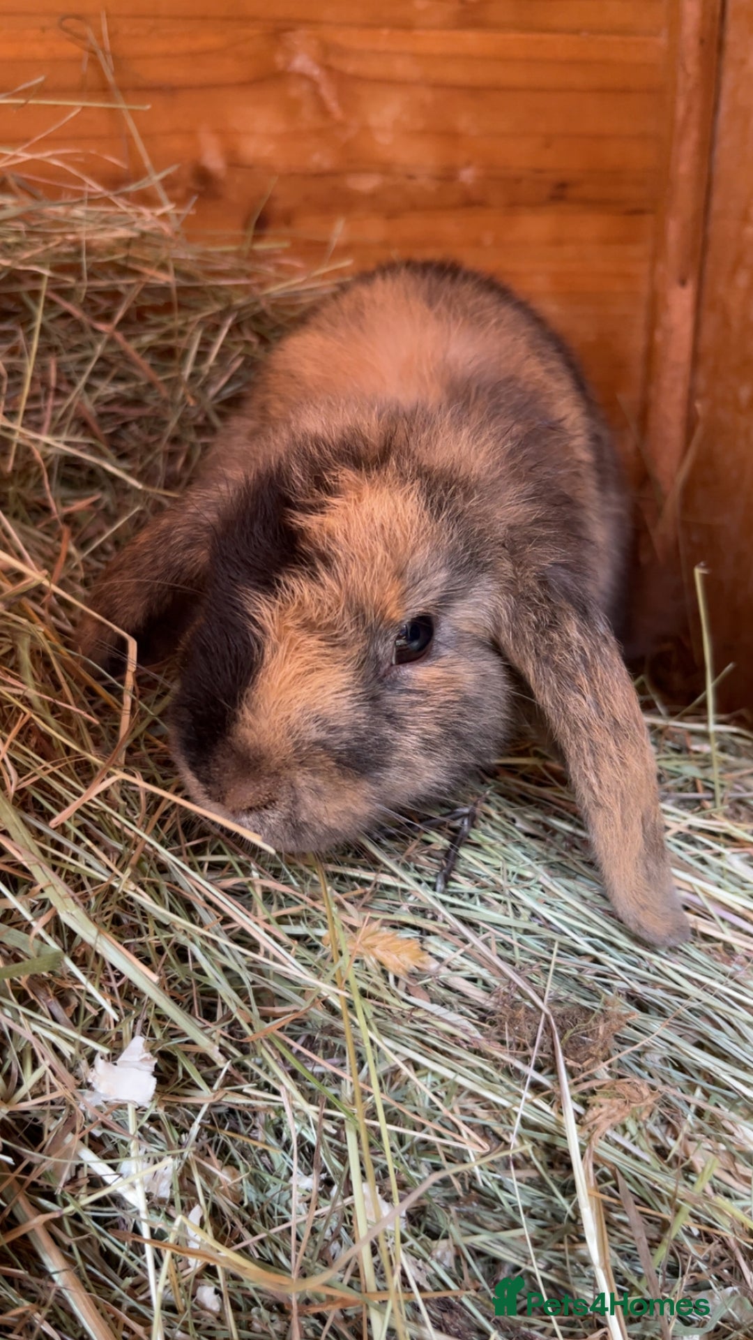 Mixed Breed rabbits for sale: 3 MALE RABBITS , 2 FEMALE GUINEA PIGS NEEd A HOME! - Image 3