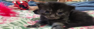 Maine Coon 2