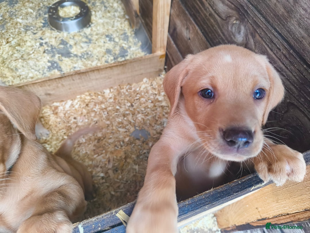 Labrador Retriever dogs for sale: Working lab pups - Image 7