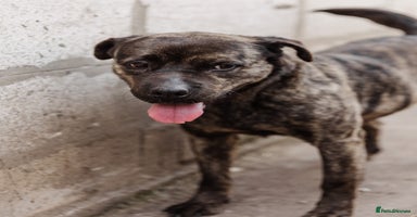 Mixed Breed dogs - Advert 1