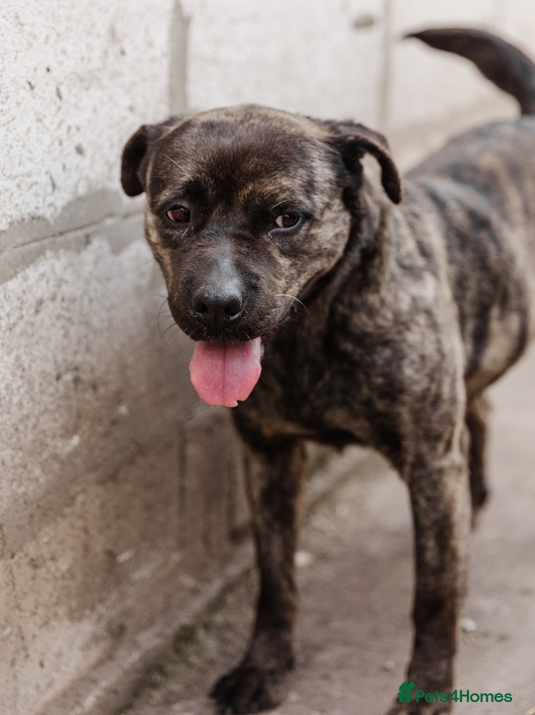 Mixed Breed dogs for adoption: 💖🐶 DANA 🐶💖 - Image 3