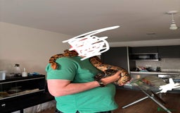 Python Snake reptiles for sale: Boa Constrictor and Royal Python for sale - Image 1