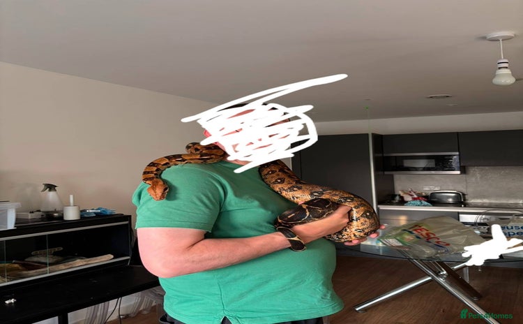 Python Snake reptiles - Advert 4