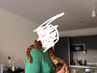 Python Snake reptiles - Advert 27