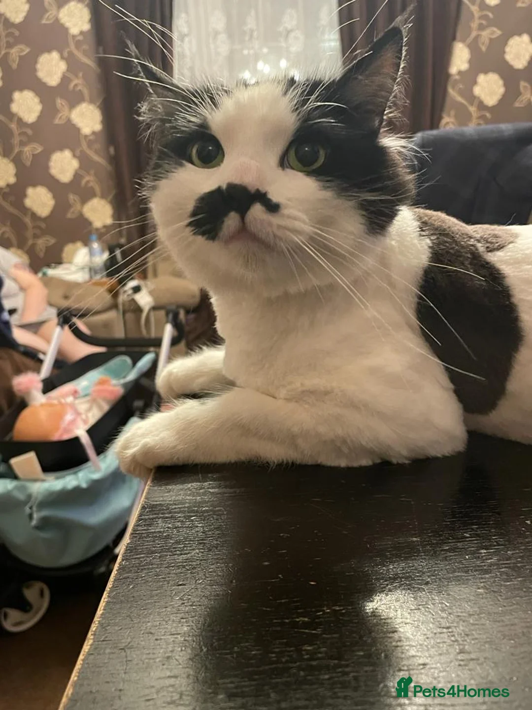 Mixed Breed cats for sale: 2 Adult Cats For Adoption  - Advert 2
