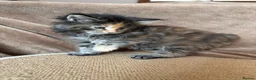 Maine Coon cats for sale: TICA Maine coon Kittens Smoke/Silver - Advert 18