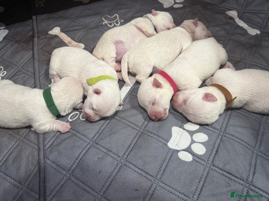 West Highland Terrier dogs for sale: Quality Westie Pups  - Image 6