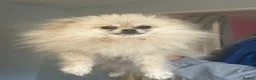 Pomeranian dogs for sale: Pomeranian  in Prenton - Advert 1