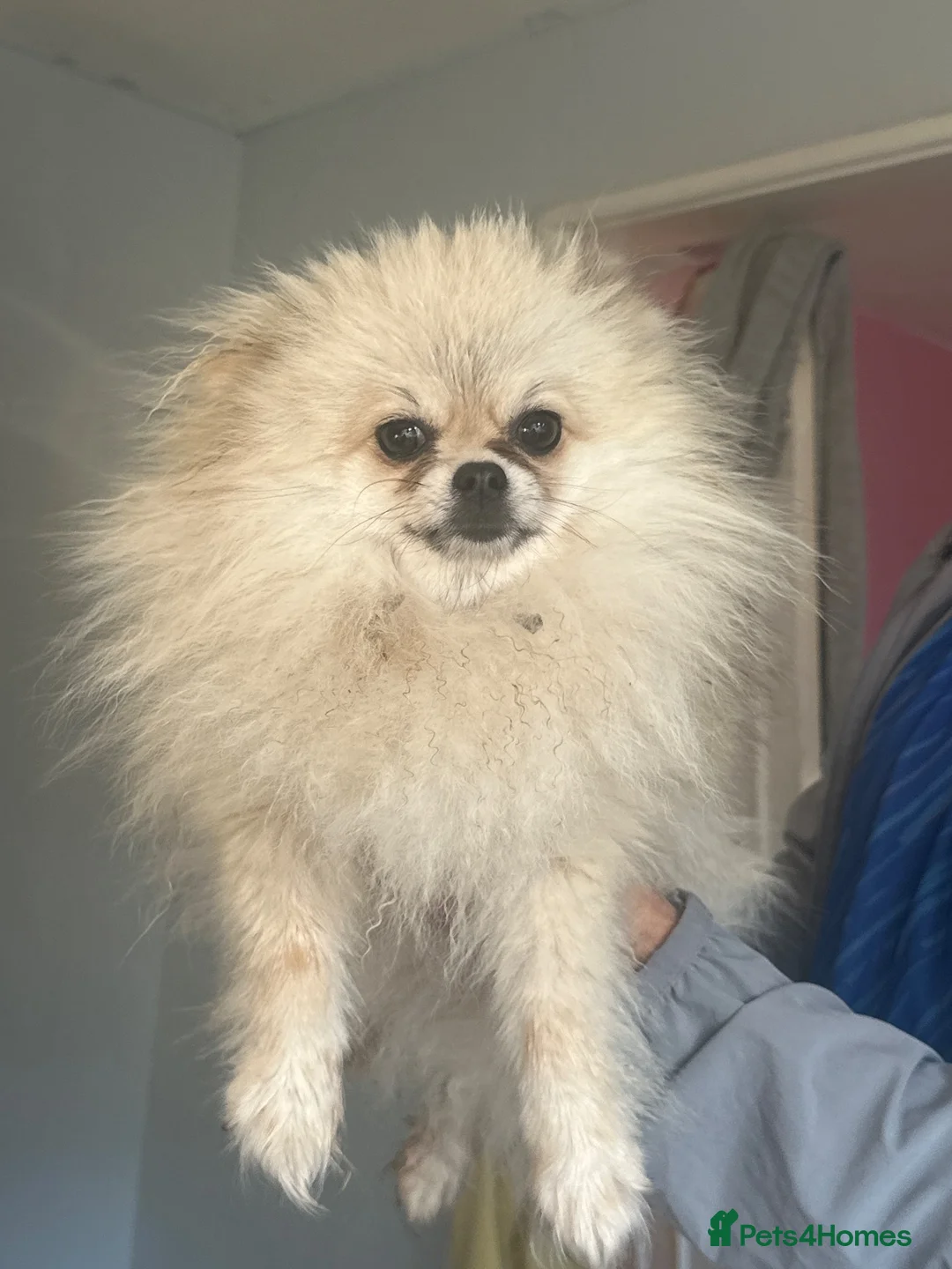 Pomeranian dogs for sale: Pomeranian  in Prenton - Advert 1