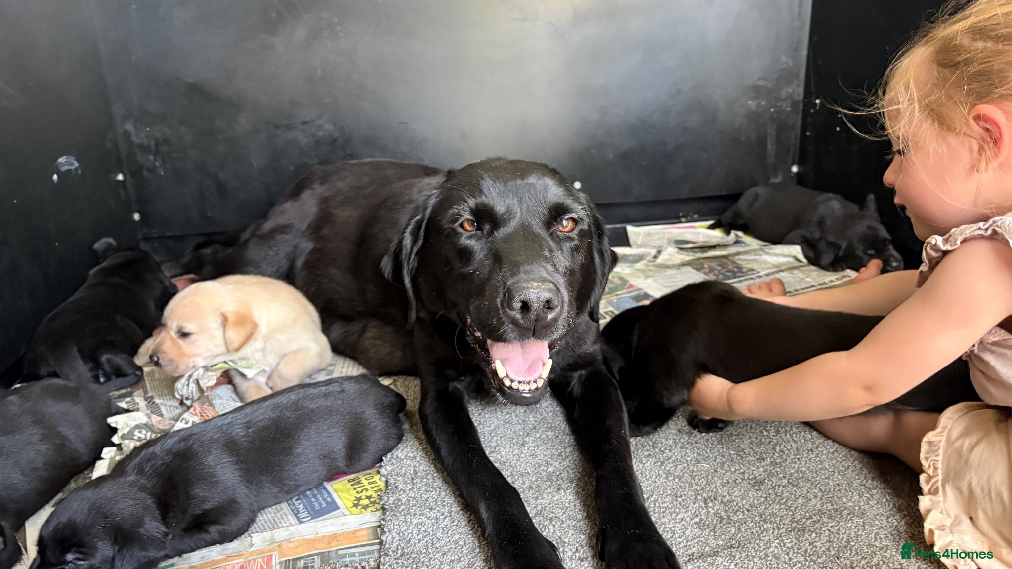 Labrador Retriever dogs Hereditary clear puppies, absolute beautiful   - Advert 1