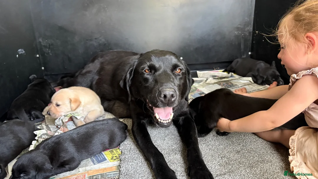 Labrador Retriever dogs for sale: Hereditary clear puppies, absolute beautiful   in Newport - Advert 1