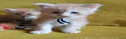 Maine Coon cats for sale: TICA Reg Maine Coon Kittens. Red. Tortie. White - Advert 6