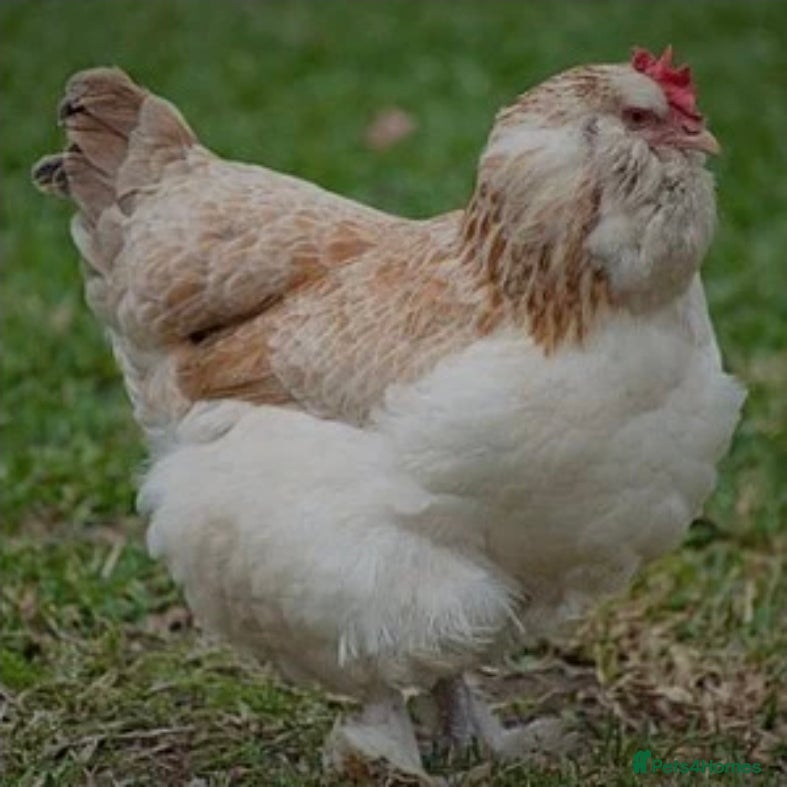 Chickens poultry A PAIR OF BANTAM FAVEROLLES - Advert 2