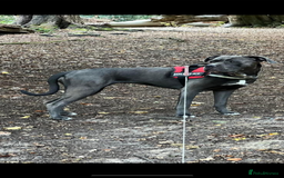 Cane Corso dogs for sale: Can Corso - Image 5