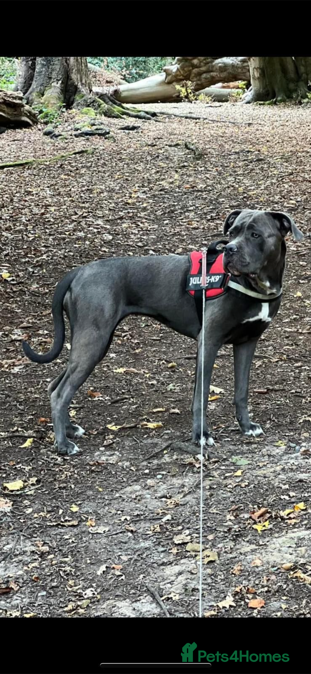 Cane Corso dogs for sale: Can Corso - Image 5