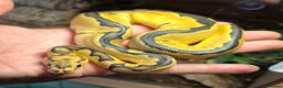Python Snake reptiles for sale: Various baby Royal Pythons for sale  - Advert 3