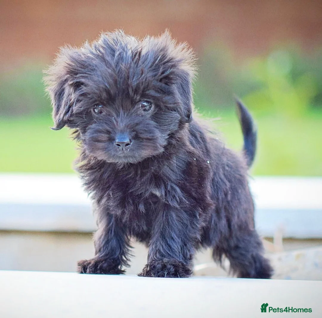 Mixed Breed dogs for sale: Council approved 5⭐️licensed breeder  - Advert 15