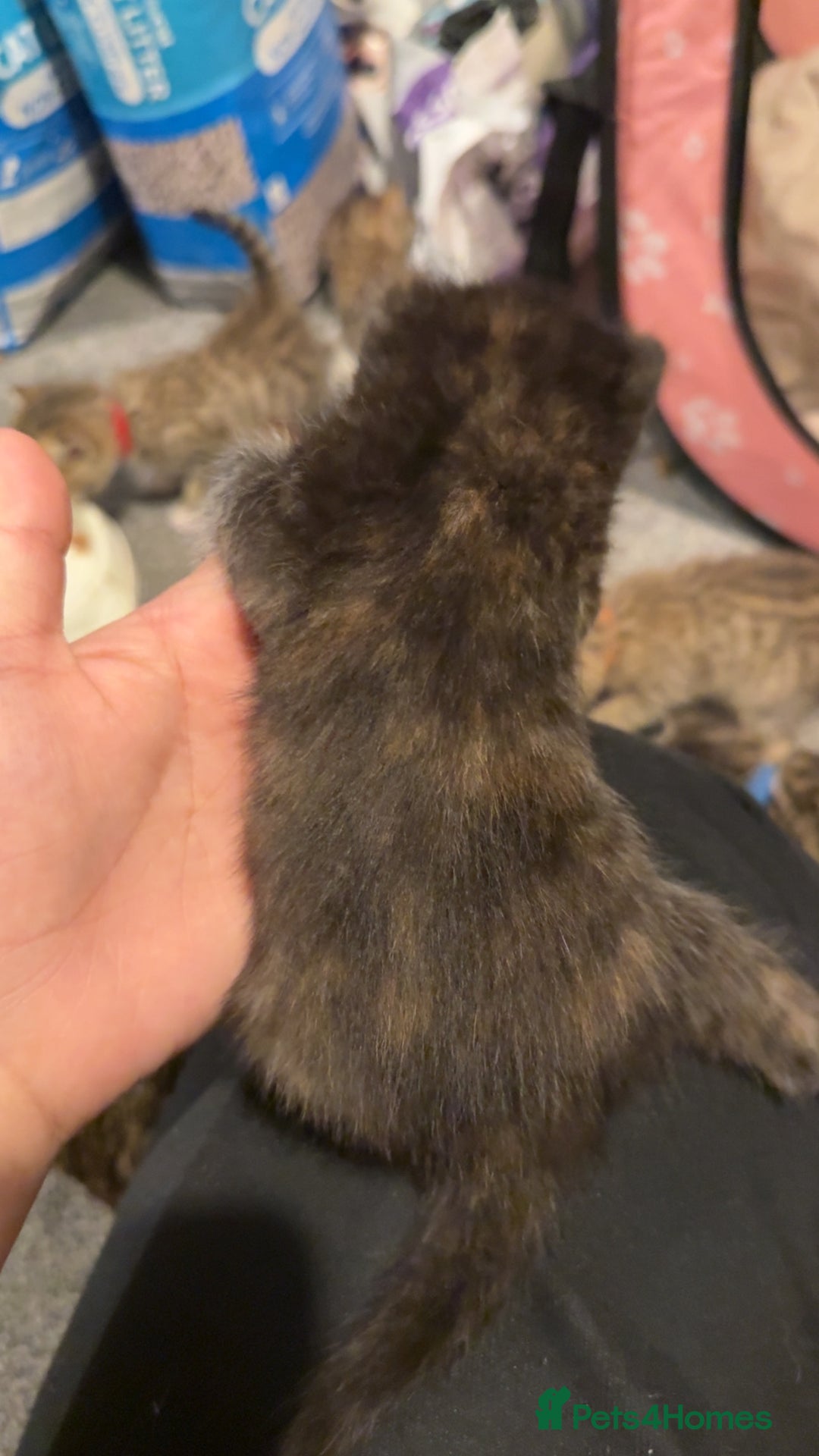 Mixed Breed cats for sale: 9 Mixed Bengal Kittens For Sale - Image 11