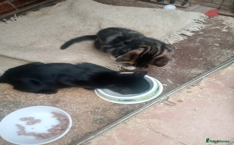 Mixed Breed cats - Advert 1