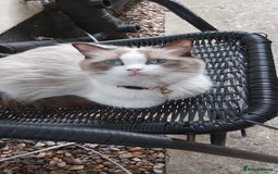 Ragdoll cats for sale: 🎀Beautiful Ragdoll kittens (TICA reg)🎀 - Image 13