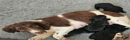 Mixed Breed dogs for sale: Sprocker Spaniels in Wimborne - Advert 13
