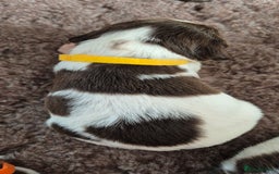 English Springer Spaniel dogs for sale: English Springer Spaniel Puppies  - Image 16
