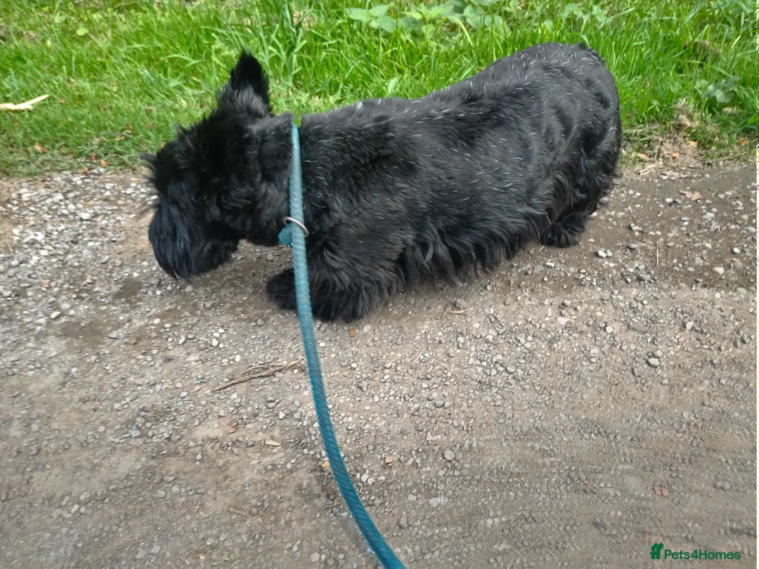Scottish Terrier dogs for sale: Stunning scottish terrier pups - Advert 6