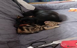 Mixed Breed cats for sale: Last kitten of litter  - Image 3